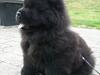 Chow chow Hermann