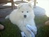 Samojedhund Micki