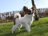 Papillon Bella Pusle