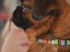Griffon petit brabancon Chili [Tidl. hund]