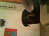 Rottweiler minnie