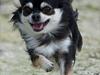Chihuahua Mocca [ Himmelhund]