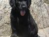 Flat coated retriever Konrad <3