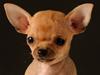 Chihuahua chloe