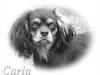Cavalier king charles spaniel - Carla - 1 år