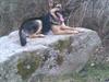 Schæferhund Aiko