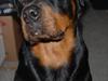 Rottweiler Ty 