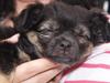 Chihuahua Berta