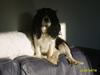 Cavalier king charles spaniel Vicky (R.I.P) [ Himmelhund]
