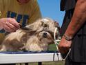 Shih tzu Jacobsson's Aijen (Acaia)