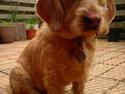 Basset fauve de bretagne Luffe