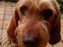 Basset fauve de bretagne walter