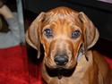 Rhodesian ridgeback Victor