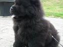 Chow chow Hermann