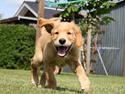 Golden retriever Barney