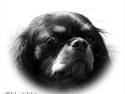 Cavalier king charles spaniel - Chilli - 3 år