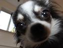 Chihuahua Coco Casanova