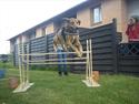 Rhodesian ridgeback blanding - Don ~ Mit Alt !