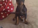 Dvaergpinscher Joey