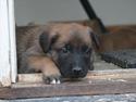 Malinois Daneskjold Asti