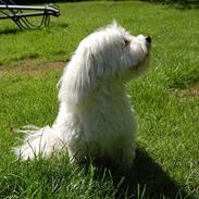 Coton de tulear Ulli / Nico
