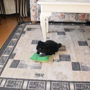 Pomeranian Guffi :-)