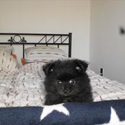 Pomeranian Guffi :-)