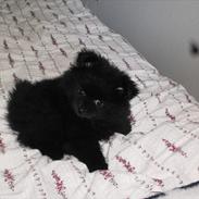 Pomeranian Guffi :-)