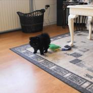 Pomeranian Guffi :-)