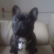 Fransk bulldog Carlos