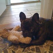 Fransk bulldog Carlos