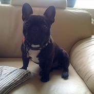 Fransk bulldog Carlos