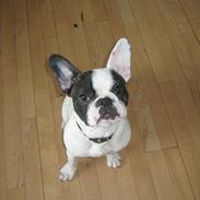 Fransk bulldog Liva