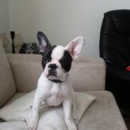 Fransk bulldog Liva