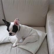 Fransk bulldog Liva