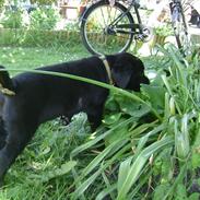 Labrador retriever Molly