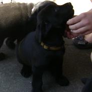 Labrador retriever Molly