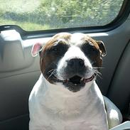 Staffordshire bull terrier ] Bryce