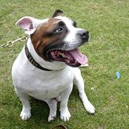 Staffordshire bull terrier ] Bryce