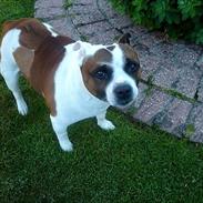 Staffordshire bull terrier ] Bryce
