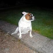 Staffordshire bull terrier ] Bryce