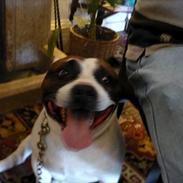 Staffordshire bull terrier ] Bryce