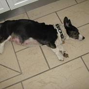 Welsh corgi cardigan Nanna