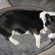 Welsh corgi cardigan Nanna