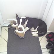 Welsh corgi cardigan Nanna