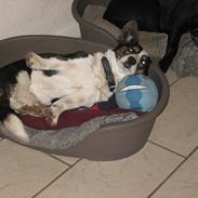 Welsh corgi cardigan Nanna