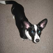 Blanding af racer Dagny