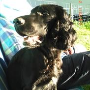 Cocker spaniel Thyra