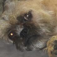 Blanding af racer Bonzo