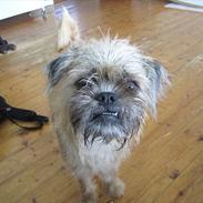 Blanding af racer Bonzo